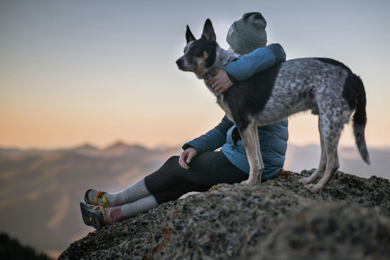 Hunde Kollektion